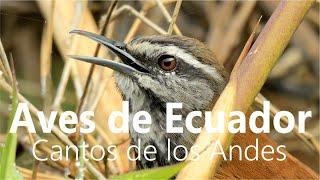 Aves de Ecuador, Altos Andes - Singing Birds, Ecuadorian High Andes