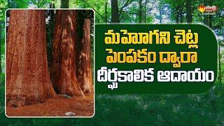 Mahogany Tree Farming   How To Start Mahogany Farming @SakshiTVSagubadi