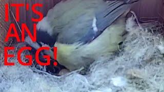 23rd April 2021 -  Egg spotted! - Blue tit nest box live camera highlights