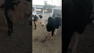 Usman Akbar #trending #farmanimals #zamzamelectroni #animals #youtubeshorts