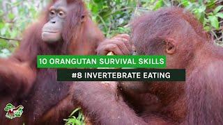 Orang-Utan Survival Skills: Lektion 8 - Schmackhafte Insekten