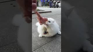 funny cat#cat#cats#catlover #catshorts #funnycats#youtubeshorts #funnyvideo #music#moneycat#nf