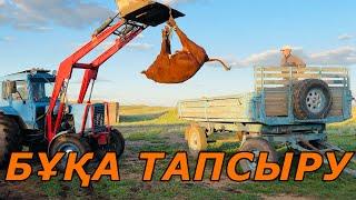 Бұқаларды тапсырдық | жаңа мотоцикл алдық #ауылөмірі #бұқа #сиыр #мотоцикл #ular #ауылшаруашылығы