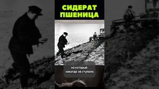 Сидерат пшеница #сад #огород #растениеводство