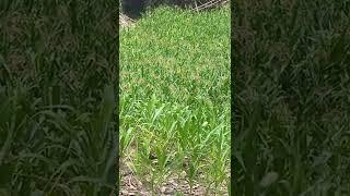 Yellow Corn plant Growing /#J Lay Channel