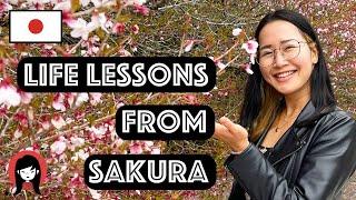 Life lessons I learned from Sakura.