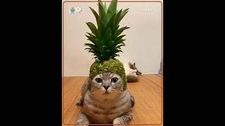 Fruit Crown on Grumpy Cat #shorts #cat #cutecat #fyp #cute
