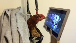 Rescued Hen Enjoys Watching National Geographic