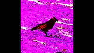 Black Crow (cover)