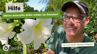 Hilfe - Meine Amaryllis blüht mitten im Sommer! | Gardify Tipps