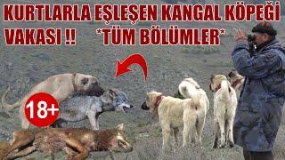 KURTLARLA GEZEN KANGAL KÖPEĞİ VAKASI ! ( TÜM BÖLÜMLER ) KURT KIZANINA GİDEN ÇOBAN KÖPEĞİ YAKALANDI