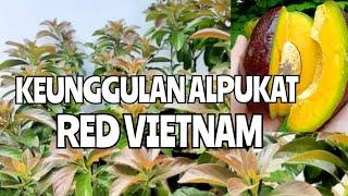 Keunggulan alpukat red Vietnam