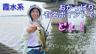 有名おかっぱりPでどん！～霞水系・北利根川・北浦・バス釣り～　Okagesan fishing notes Lure Fishing Large mouth bass　#bass #lure