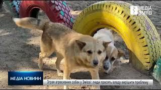 Зграя агресивних собак у Змієві: люди просять владу вирішити проблему