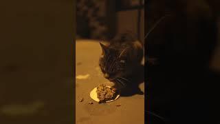 Feeding Stray Cats #shorts