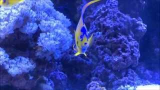 Queen Angelfish (Holocanthus ciliaris) :: AquariumDomain.com
