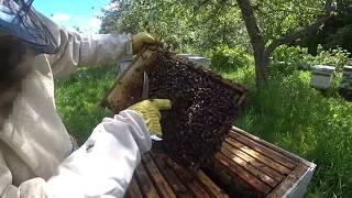 Маточка облетелась или потерялась Как я определяю. Пасека Лаврова