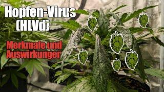 Symptome und Auswirkungen des Hopfen-Virus (HLVd)