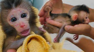 Waahh so small, just palm wide, this newborn baby monkey has a lot of red spots on the face