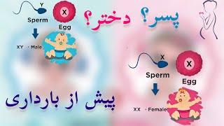 تعیین جنسیت جنین قبل از بارداری | دختر یا پسر؟ #قبل از بارداری | تعیین جنسیت پسر | تعیین جنسیت دختر