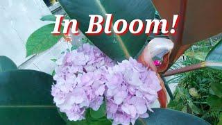 FULL  BLOOM SA BAHAY || SHORT VIDEO || VAN DHING TV