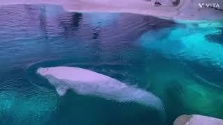 Wild Arctic aquarium exhibit tour (full walkthrough) | SeaWorld Orlando | 2022