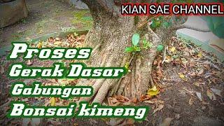 Proses Gerak Dasar Gabungan Bonsai Kimeng Selama 2 Tahun