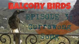 Balcony Birds EPISODE 3: The Currawong Song