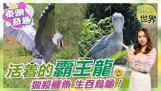 【on.cc東網】動物世界：「鳥中霸王」超兇猛　獵殺鱷魚生吞烏龜