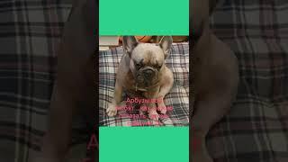 Весёлые арбузы #bulldog #марсель #бульдог #буль #французский #собака #щенок #dog
