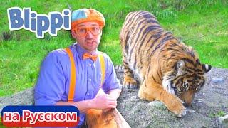 Блиппи идёт в зоопарк | Блиппи на Русском | Изучай этот Мир вместе с Блиппи | Blippi