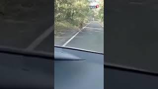 Tiger On Road | Tiger On Road India | Tiger On Street | Tiger Video | Animals Video | Wild Animals