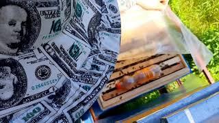 Пчело пакет (безсотовий)развитие пчелосимей,успеем к подсолнуху или ????