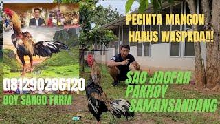 REVIEW AYAM  SAO JAOFAH  SAMAN SANDANG