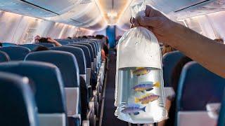 How to Fly on an Airplane with Live Fish (super easy)