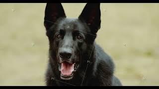 Close-up View On Black East European Shepherd (VEO) Dog During Obedience Training. Dog Waiting For