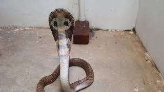 Snake caught in Bangalore Kannada #kannada