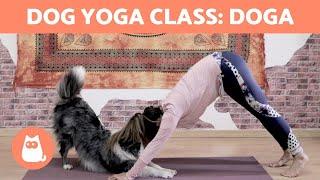 DOG YOGA Class: DOGA