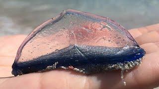 Facts: The By-the-Wind Sailor (Velella velella)