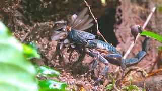 Giant Scorpion VS Flying Termites
