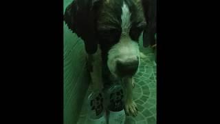 Saint Bernard taking a bath!