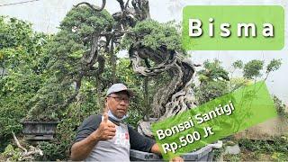 Bonsai Santigi Seharga 500 jt...