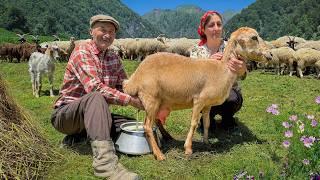 Day in Life of Mountain Shepherds: Cheesemaking and Sheep Shearing