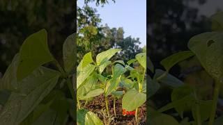 Baby plants #shortsvideo#shorts#plants#youtubevideo#tree