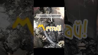 Ты только ЖИВИ! Всё уже есть для Тебя в этом Мире! #мечта #жизнь #чувства #дух #материализациямыслей