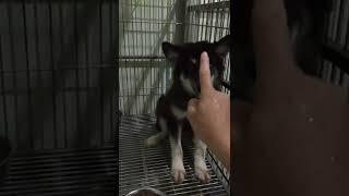 SIBERIAN HUSKY LOVE DOGFOOD & MILK  / @kuyajestertv2016