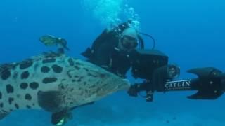 Exploring great barrier reef in Australia