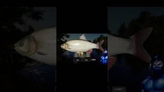 Троф Язь. Комариное #русскаярыбалка4 #fishing #rr4 #рыбалка #carpfishing #рыба #комариное