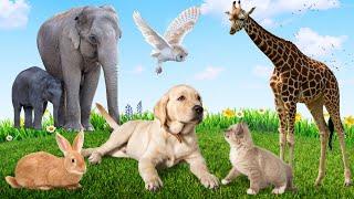 Wild Animal Sounds: Elephant, Dog, Rabbit, Cat, Bird, Giraffe... | Animal Moments