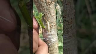 2 easy grafting tecnique stisfing #music #dj plantiing grafting